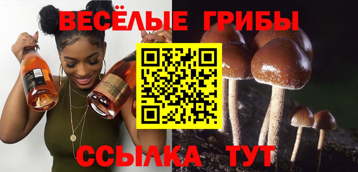 Галлюциногенные грибы Psilocybe Ростов Великий